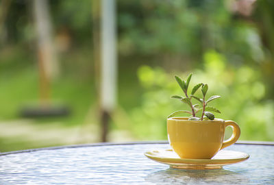 Close-up of drink on table