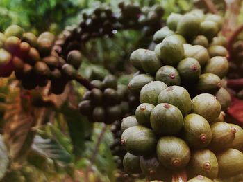 Close-up of fruits on tree