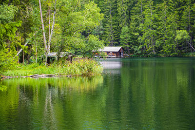 Scenic view of lake by trees in forest