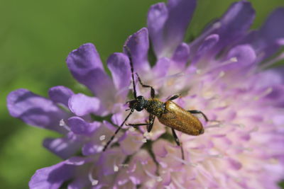 Close-up of insect on flower