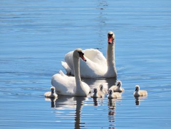 Swans swimming in lake