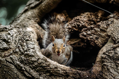 Close-up of squirrel on tree trunk