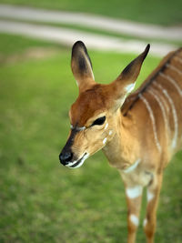 animal