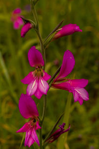 Close-up of pink flowering plant