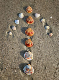 High angle view of shells on sand