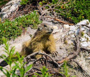 Squirrel on rock