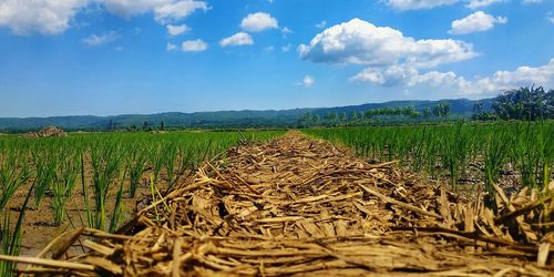 Scenic view of agricultural field against sky