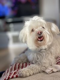 Close-up of a dog at home