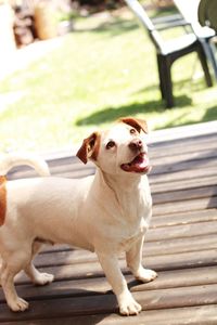 Portrait of dog looking at camera