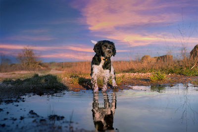 Dog running in a lake