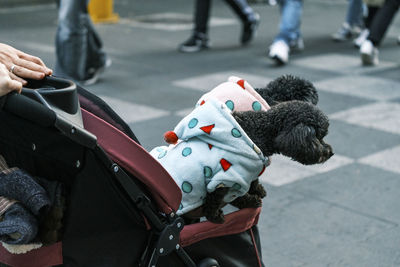 Cropped hand of woman carrying dogs in striller