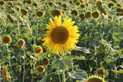 Close-up of yellow flowering plant on field