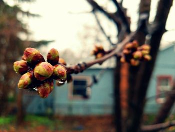 Close-up of fruits on tree