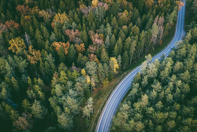 High angle view of road amidst trees in forest during autumn