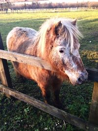 Horse grazing on field