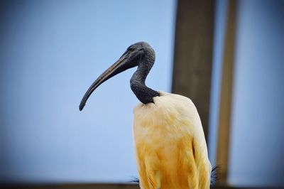 Close-up of bird