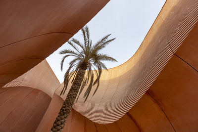 Palm tree in concrete structure in masdar city, abu dhabi, uae