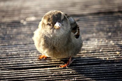 Close-up of bird perching on wood