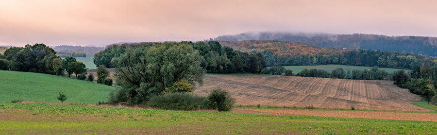 Scenic view of agricultural field against sky