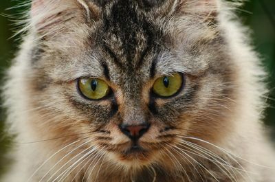 Close-up portrait of cat