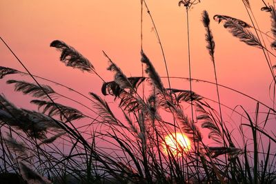 Low angle view of silhouette bird on grass against sky