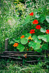 Close-up of plants