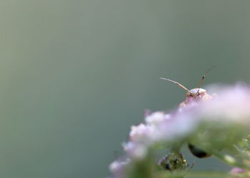 Close-up of insect