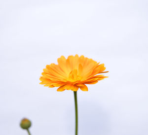Close-up of yellow flower against sky