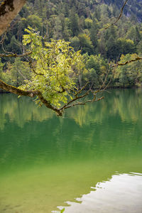 Scenic view of lake by trees