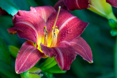 Close-up of pink lily