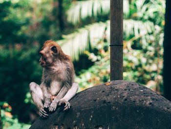 Close-up of monkey sitting on tree