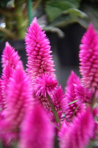 Close-up of pink flowering plant