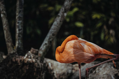 Close-up of a bird on tree trunk