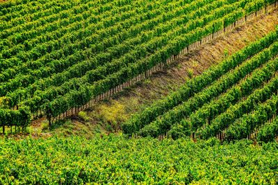 Full frame shot of agricultural field