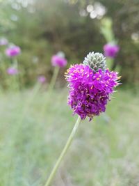 Close-up of pink flowering plant on field