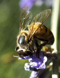 Close-up of bee on purple flower