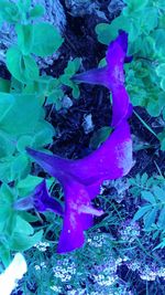 Close-up of purple flowers