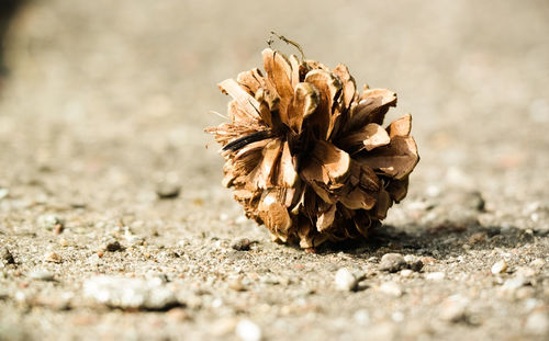 Close-up of dried pine cone