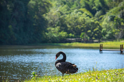 Black swan on the lawn background and trees at pang tong reservoir in mae hong son , thailand.