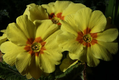 Close-up of flowers blooming outdoors