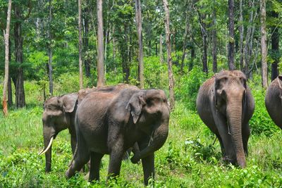 Elephants in a forest