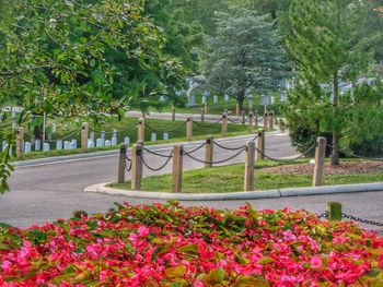 Flowers growing in park