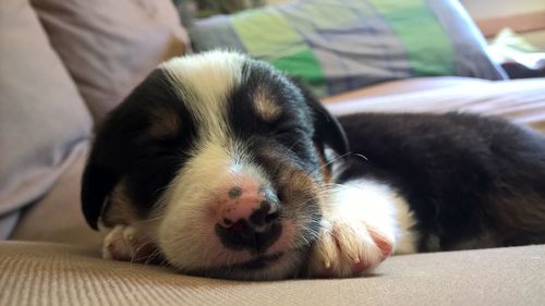 Close-up of dog sleeping on sofa at home