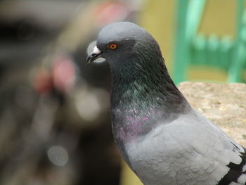 Close-up of pigeon