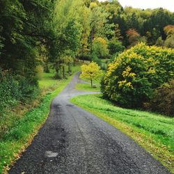 Road passing through forest