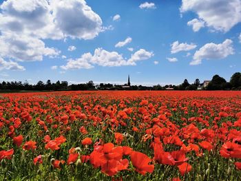 View of red flowers on field against cloudy sky