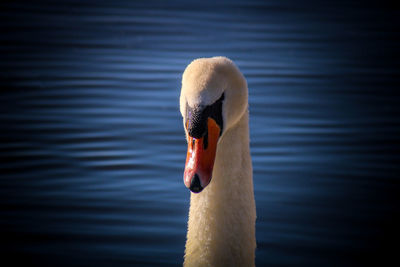 Close-up of swan swimming in lake