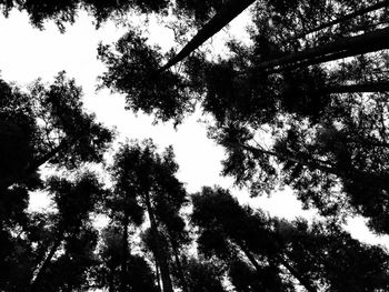 Low angle view of trees against sky