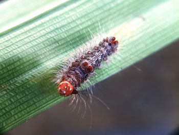 Close-up of insect on leaf