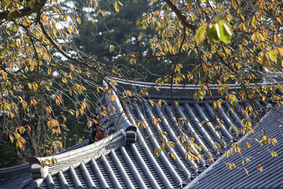 Close-up of tree in autumn against building roof